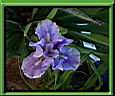 77-Iris_lilas enc.jpg